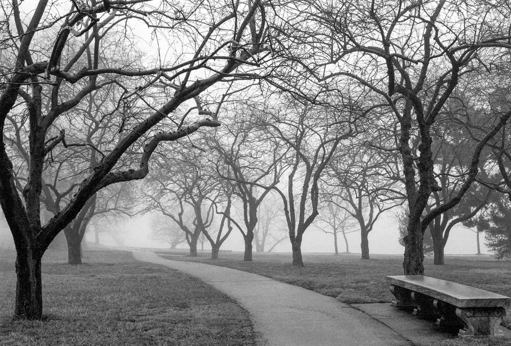 Foggy Morning Walk
