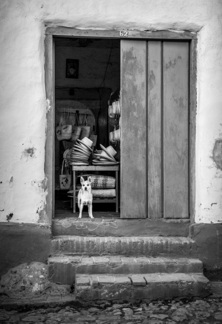 Guard Dog Photography