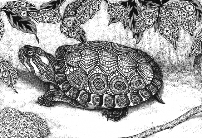 Wood Turtle ink on acid-free paper